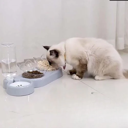 Gamelle pour chat - BORDSURELEVEPOURCHAT™