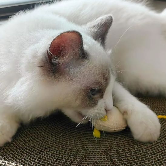 Jouet chat interactif - HOCHETPOUR CHAT™ – Image 3