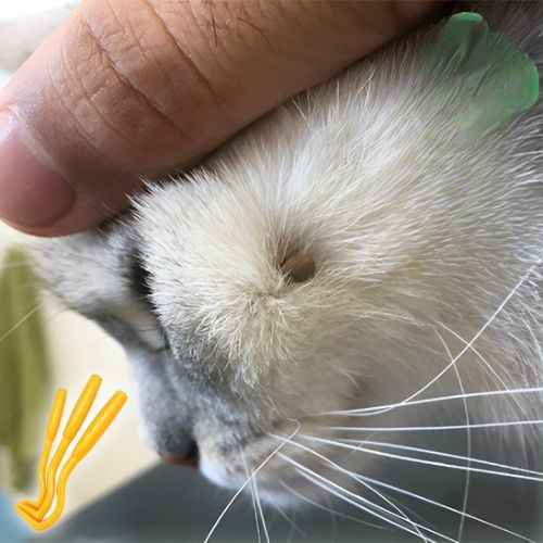 Pince à tique - PINCEPOURCHAT™ – Image 3